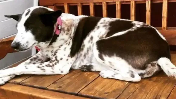 Stranded Dog