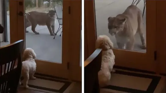 Tiny dog stares down mountain lion