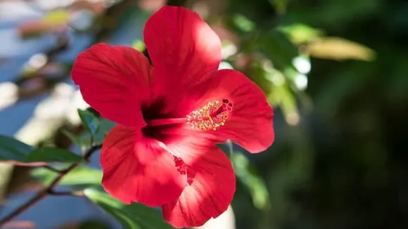 Hibiscus