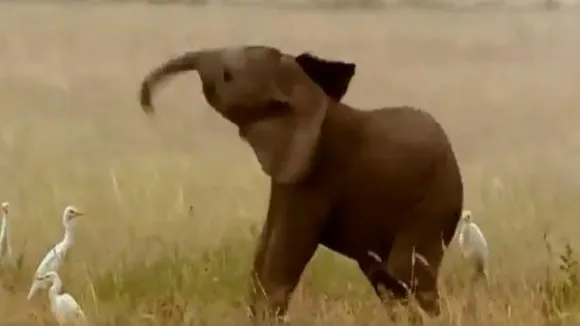 Elephant