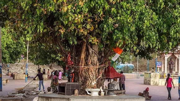 peepal2