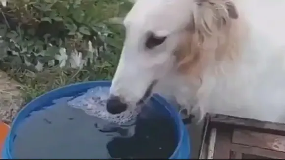 Dog video