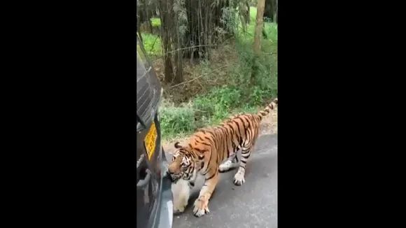 Royal Bengal Tiger