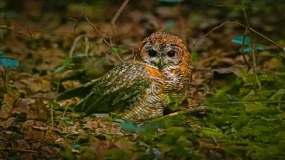 Calender Owl