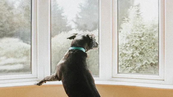 dog