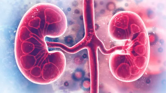 Kidney