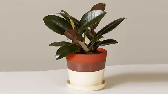 Rubber Plant