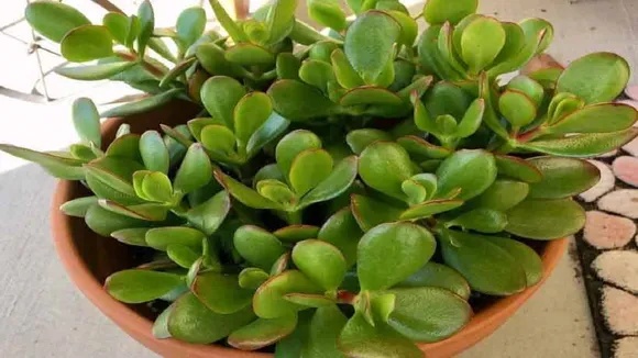 Crasula