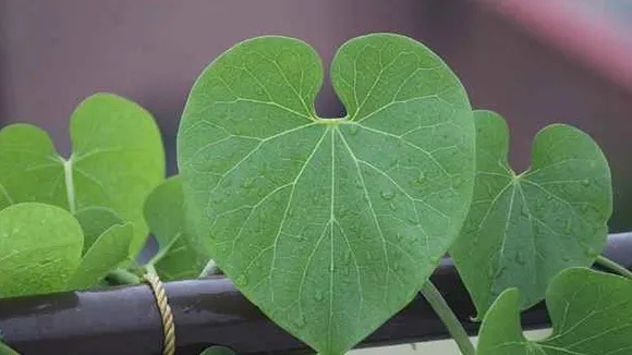 giloy side effects on immunity