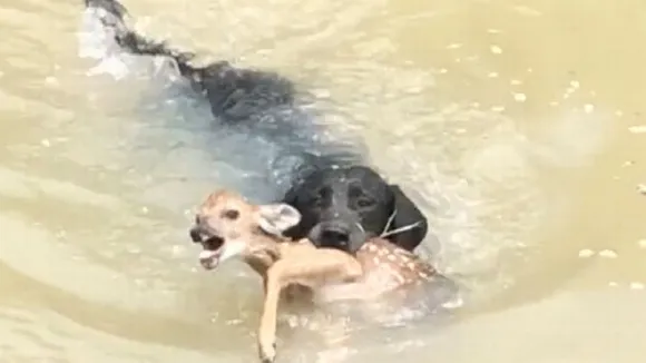 Dog rescues Deer
