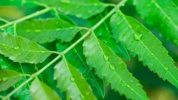 Neem Leaves