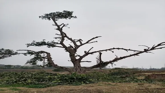 Tree