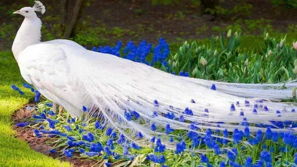 peacock
