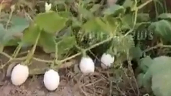 egg pakistan