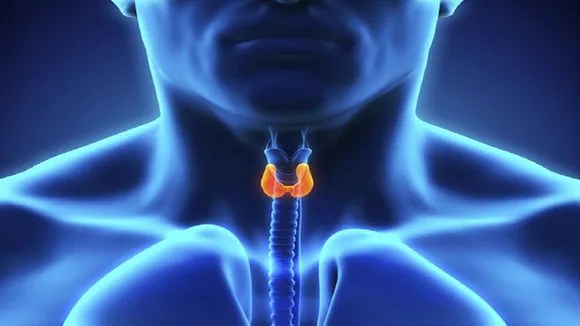 thyroid