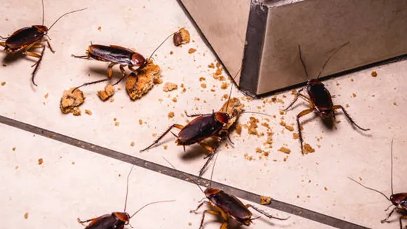 Home Remedies For Cockroach