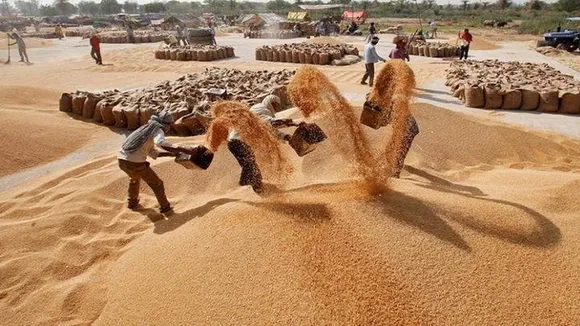 Wheat
