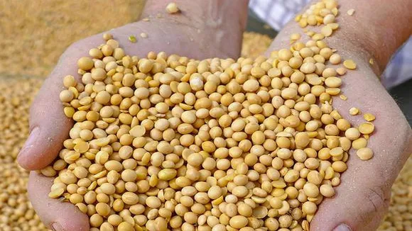 bl23 soyabean