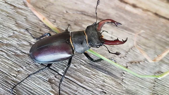 Stag Beetle