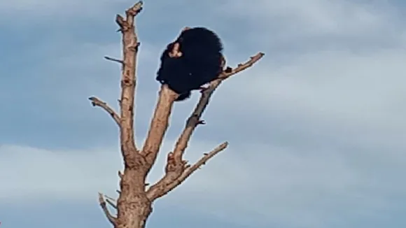 bear climbing tree