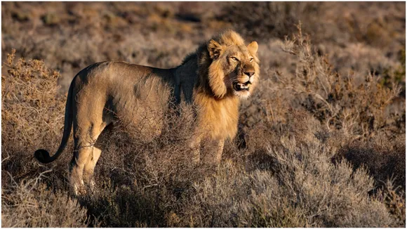 Social media Viral, Buffalo Made Lion Run