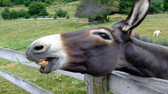 donkey