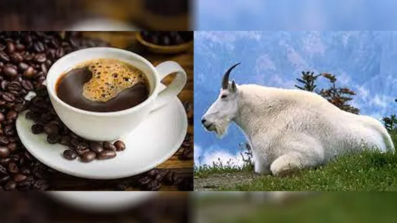 tea