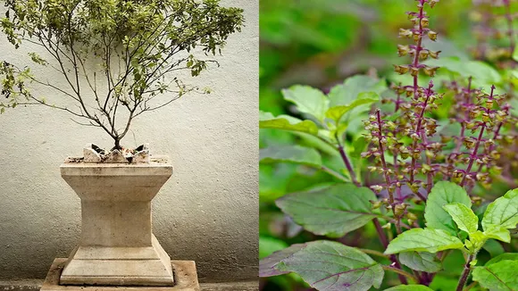 तुलसी का पौधा सूखना पितरों के भयंकर प्रकोप के साथ है इस बात का संकेत