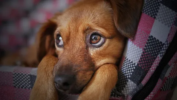 Dog Disease