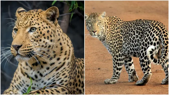 Leopard carrying rhinoceros in mouth video