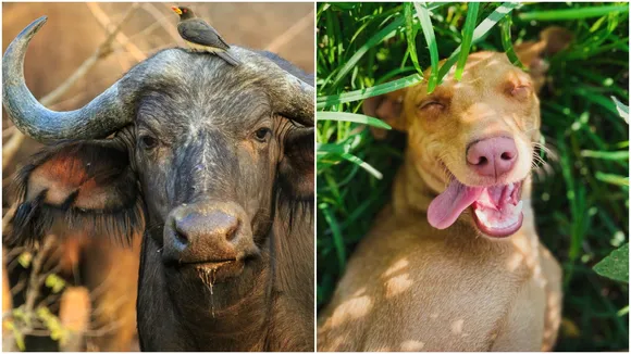 Buffalo died due to dog bite