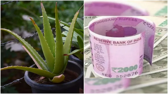 Aloe vera Business