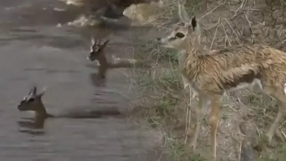 Crocodile Dear Video