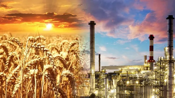 wheat Oil