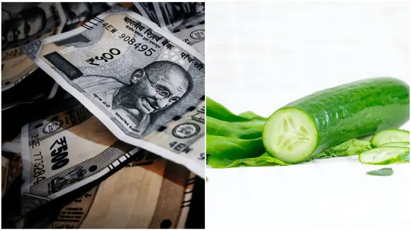 Cucumber Farming