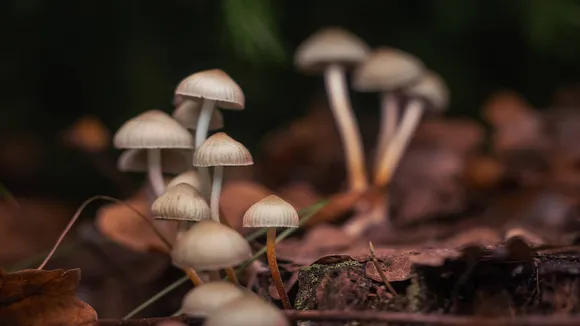 mushroom