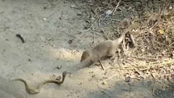 Snake Mongoose Fight Video gone viral on social media