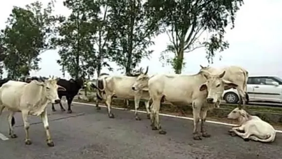 Stray Animals