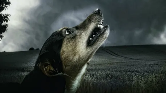 Reasons Behind Dog Crying