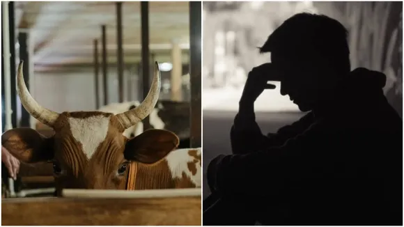 Man Attacked By An Angry Bull
