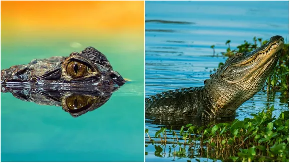 Crocodile Attack On 13 Year- Old Girl