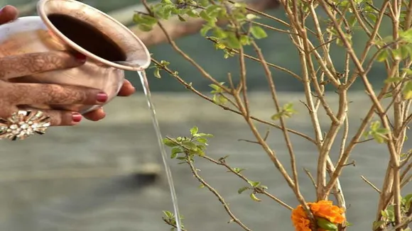 Tulsi Plant Remedies