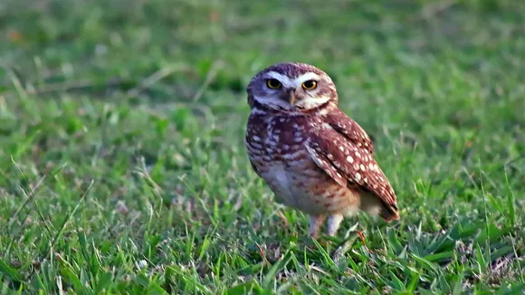 Owl Vastu Tips
