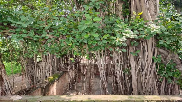 Banyan Tree Interesting Facts