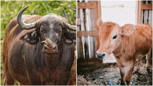 Buffalo Give Birth To Calf