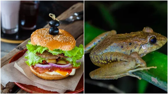 Dead Frog In Burger (सांकेतिक तस्वीर)