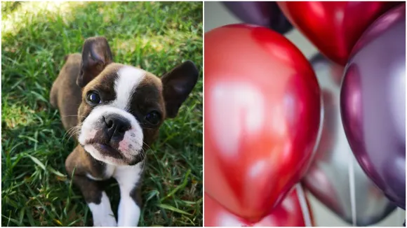 Dog Flying With balloons