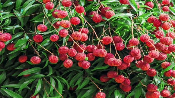 litchii