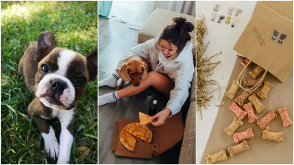 Dog Food Taster Job