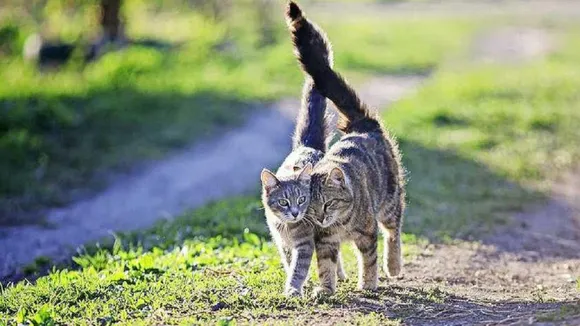 cat